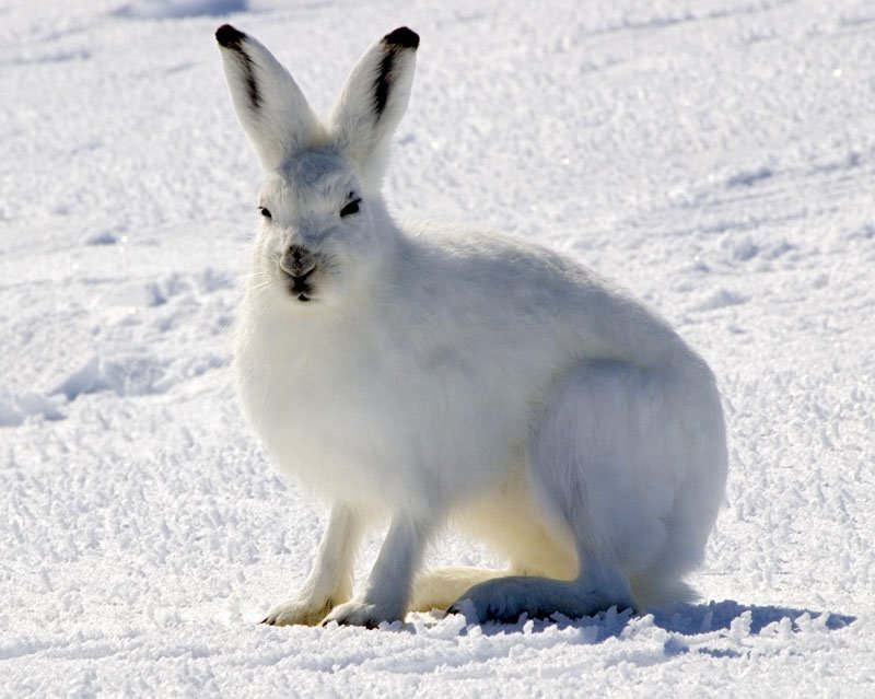 Arctic hare in Nunavut, Canada. Photo shared on Wikipedia bt by Steve Sayles.