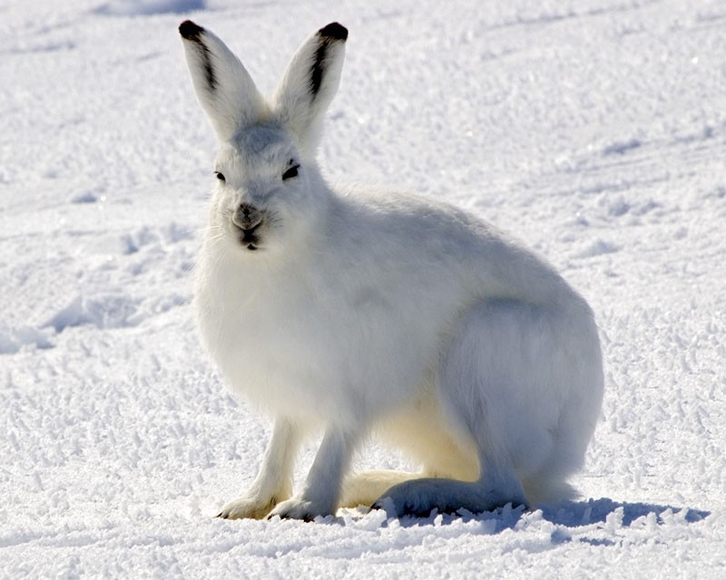 Arctic hare in Nunavut, Canada. Photo shared on Wikipedia bt by Steve Sayles.