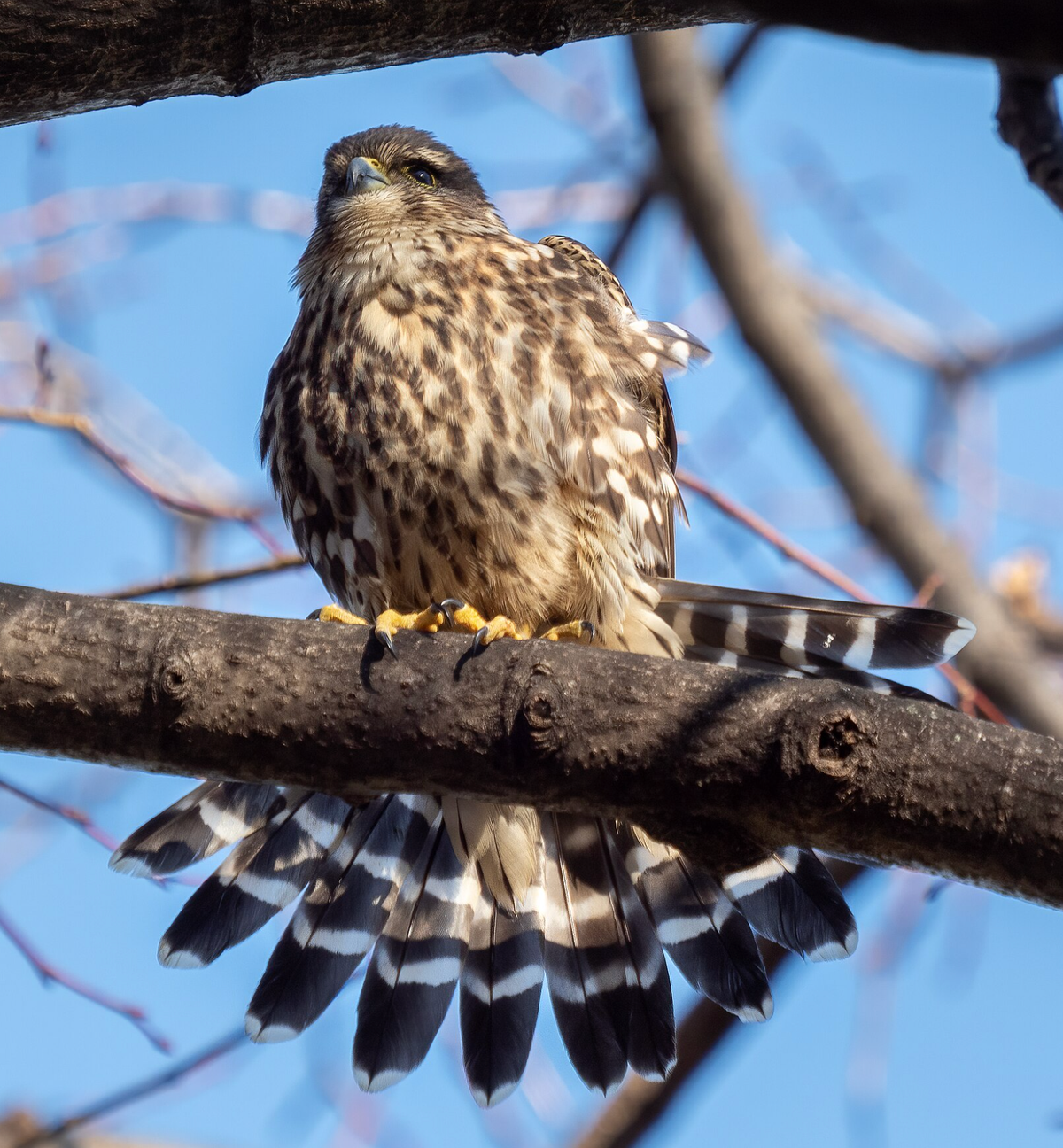 Merlin fanning its tail in Prospect Park. Photo shared on Wikipedia by Rhododendrites.