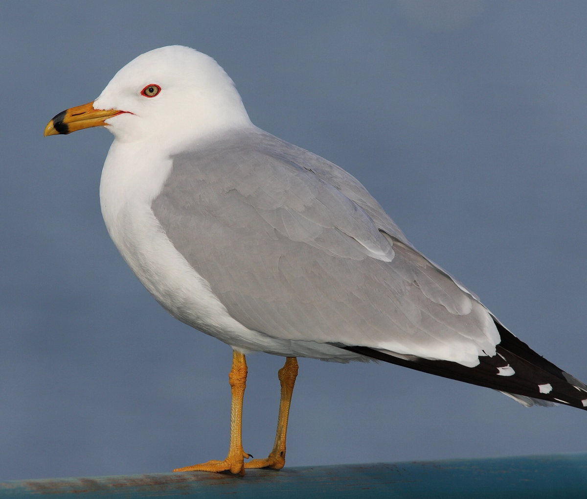 Ring-billed Gull in Toronto, Canada. Photo shared on Wikipedia, User:Mdf.