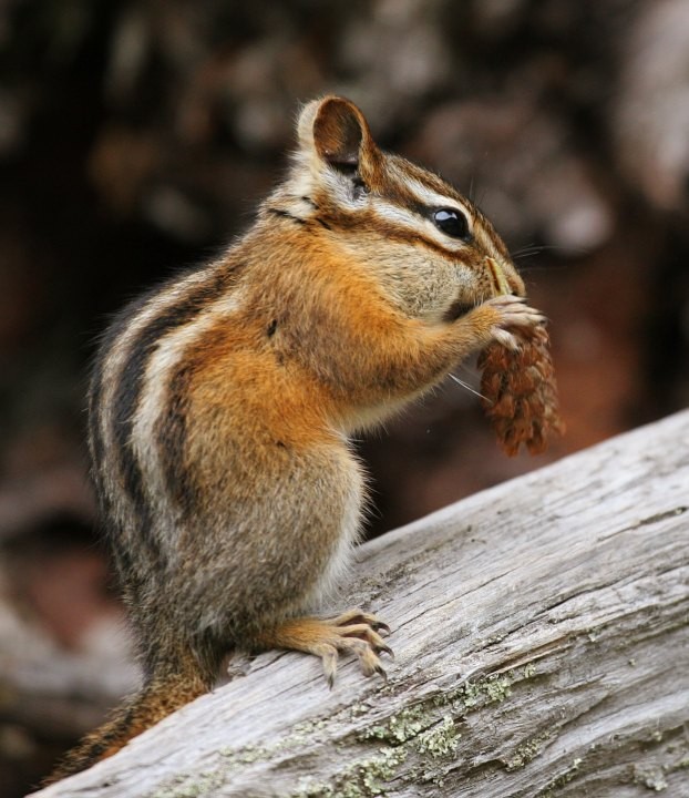 Long-eared chipmunk eating. Photo posted on Wikipedia by Walter Siegmund.