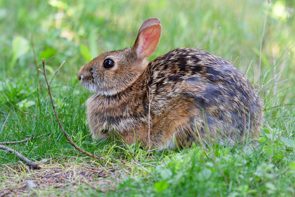Appalachian Cottontail. Photo shared on Wikipedia by Kristof Zyskowski.