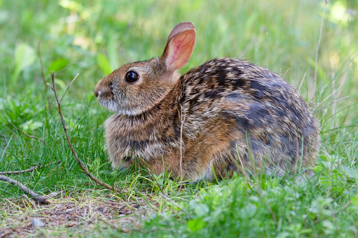 Appalachian Cottontail. Photo shared on Wikipedia by Kristof Zyskowski.