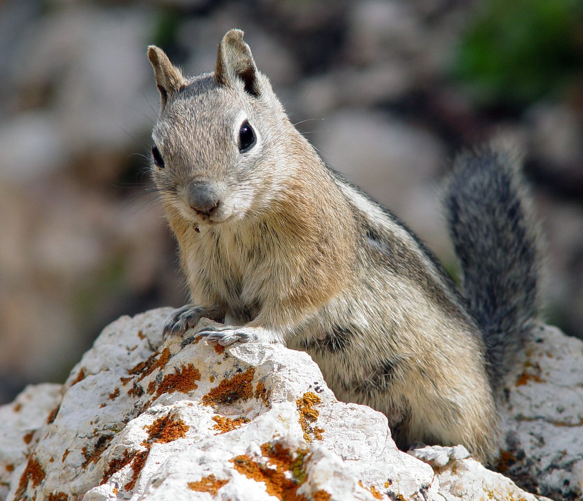 Golden-mantled Ground Squirrel, Bryce Canyon, Utah. Photo shared to Wikipedia by Eborutta at German Wikipedia.