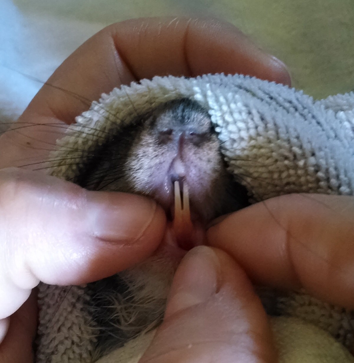 Image of squirrel teeth, posted to Squirrel Forum