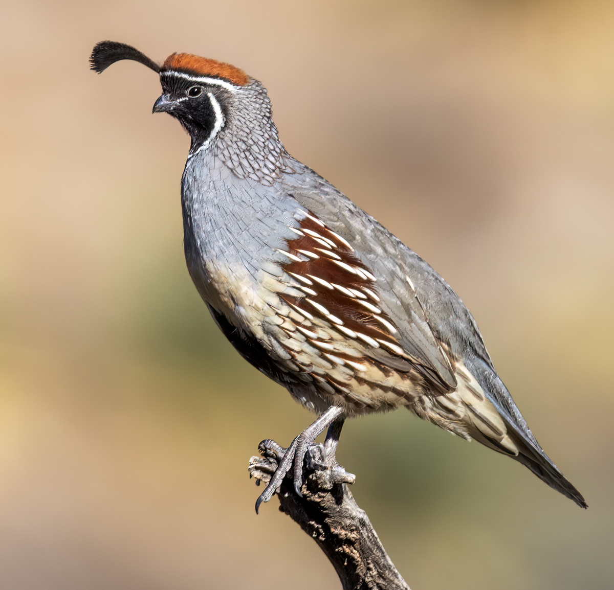 A male Gambel's Quail at Rockhound State Park, NM. Photo shared on Wikipedia by Polinova.