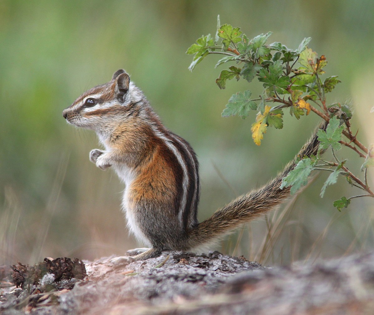 Colorado Chipmunk. Photo posted to Wikipedia by Alan Schmierer.