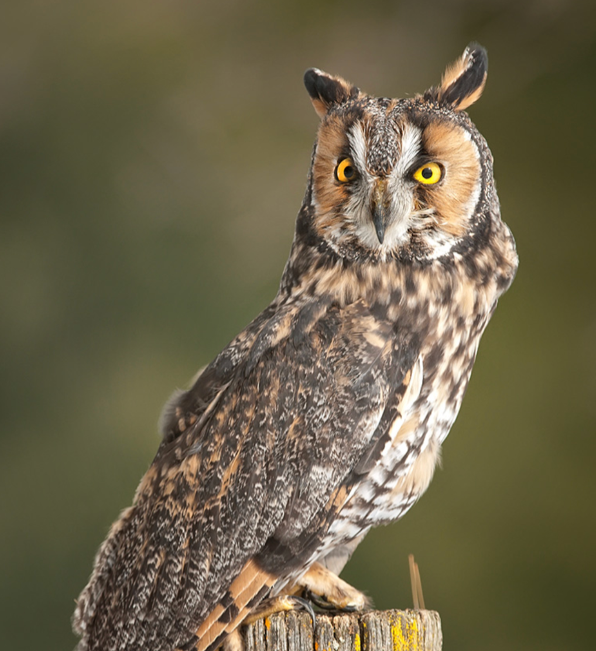 Long-eared owl. Photo shared on Minnesota Breeding Bird Atlas, © Mike Lentz.
