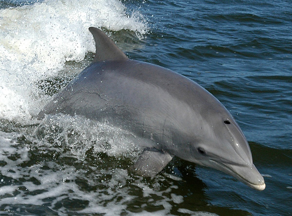 A dolphin surfs the wake of a research boat on the Banana River - near the Kennedy Space Center. Photo shared on Wikipedia by NASA.