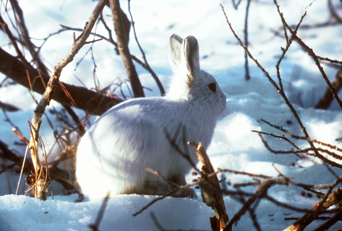 Alaskan hare. Photo shared on Wikipedia by National Digital Library of the United States Fish and Wildlife Service.