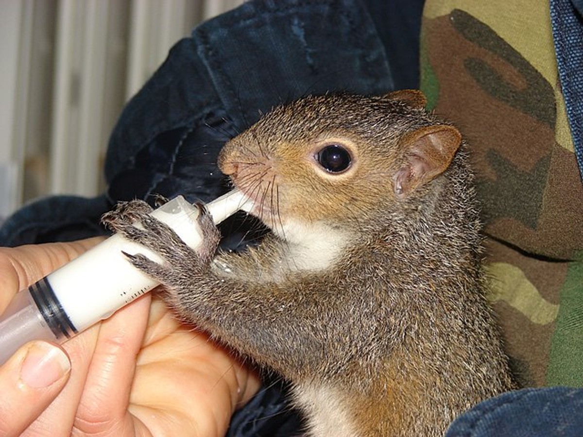 Baby squirrel eating from a syringe