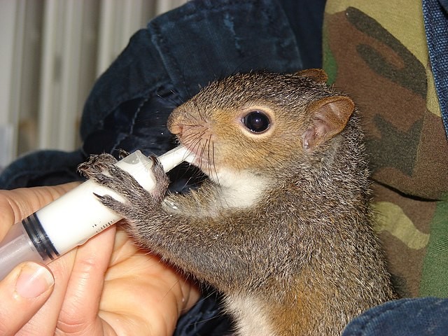 Baby squirrel eating from a syringe