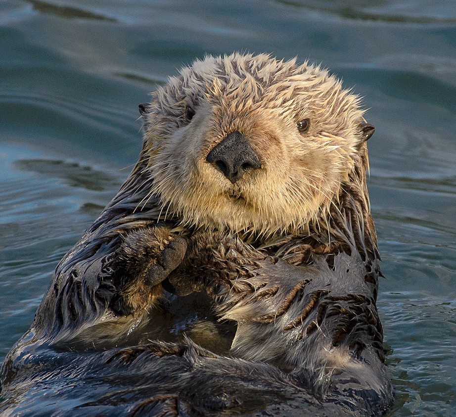 Sea otter. Photo shared on Wikipedia by Marshal Hedin.