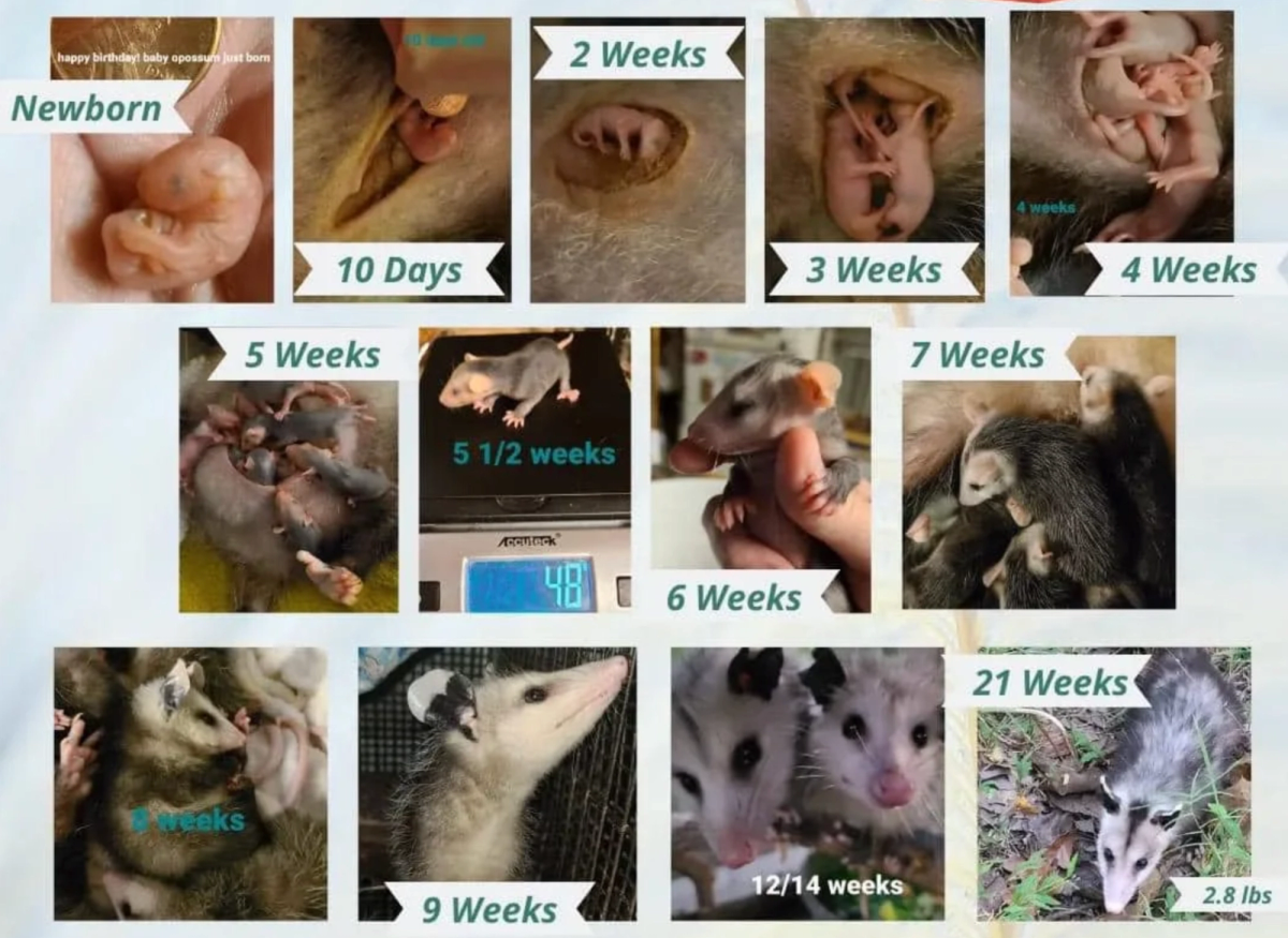 Image of opossum ages and development.