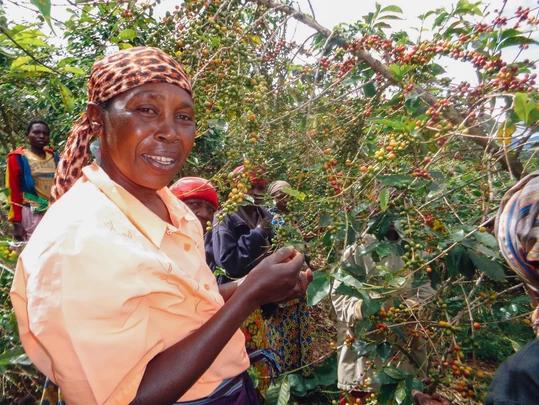 Nziz women harvesting coffee berries