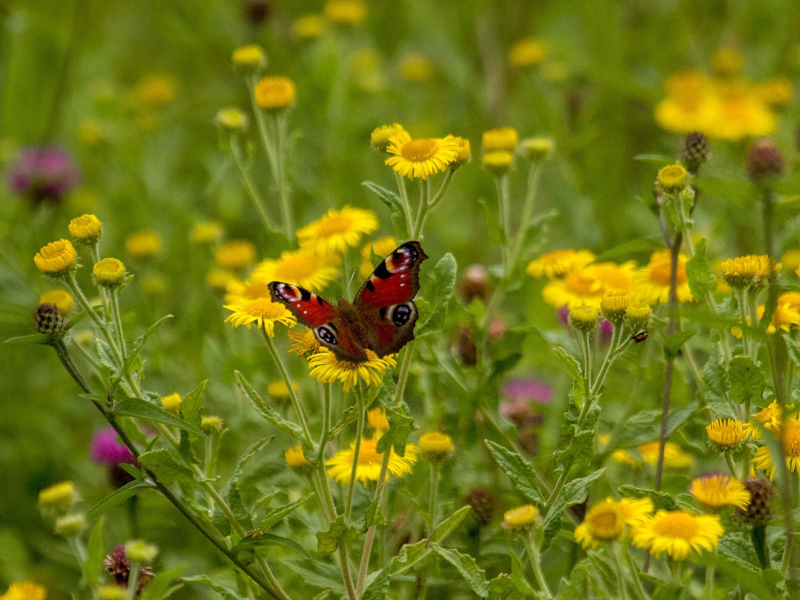 Photo of Red Admiral butterfly in wildflowers  by Heather Wilde on Unsplash