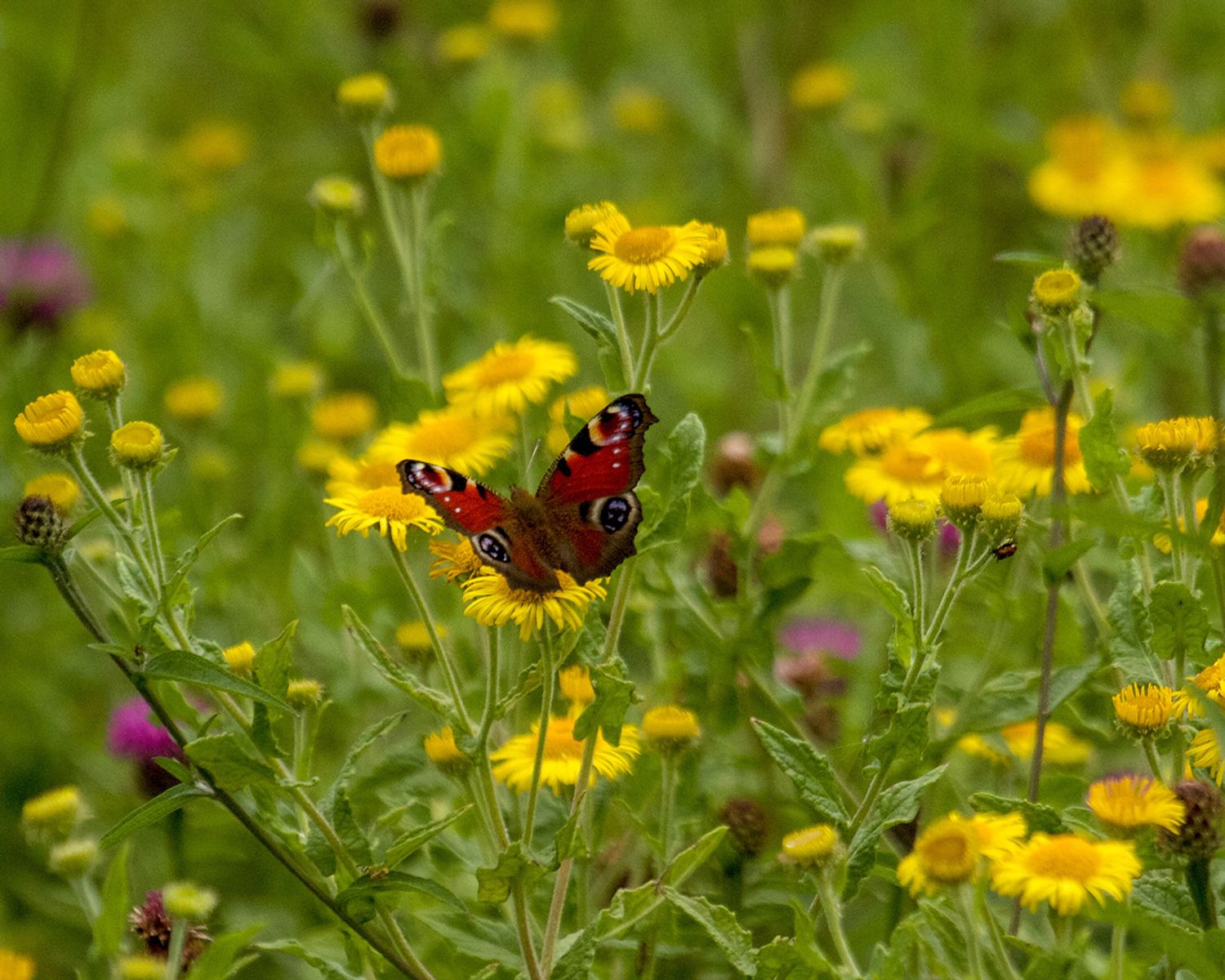 Photo of Red Admiral butterfly in wildflowers  by Heather Wilde on Unsplash