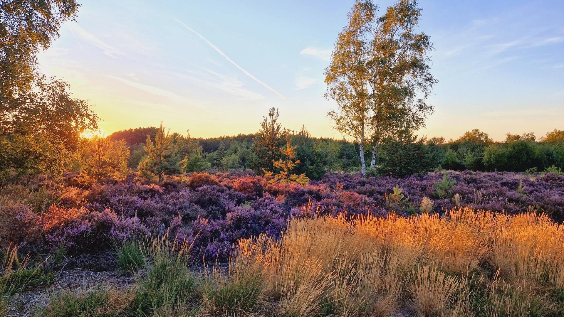 View of a natural heathland at sunset