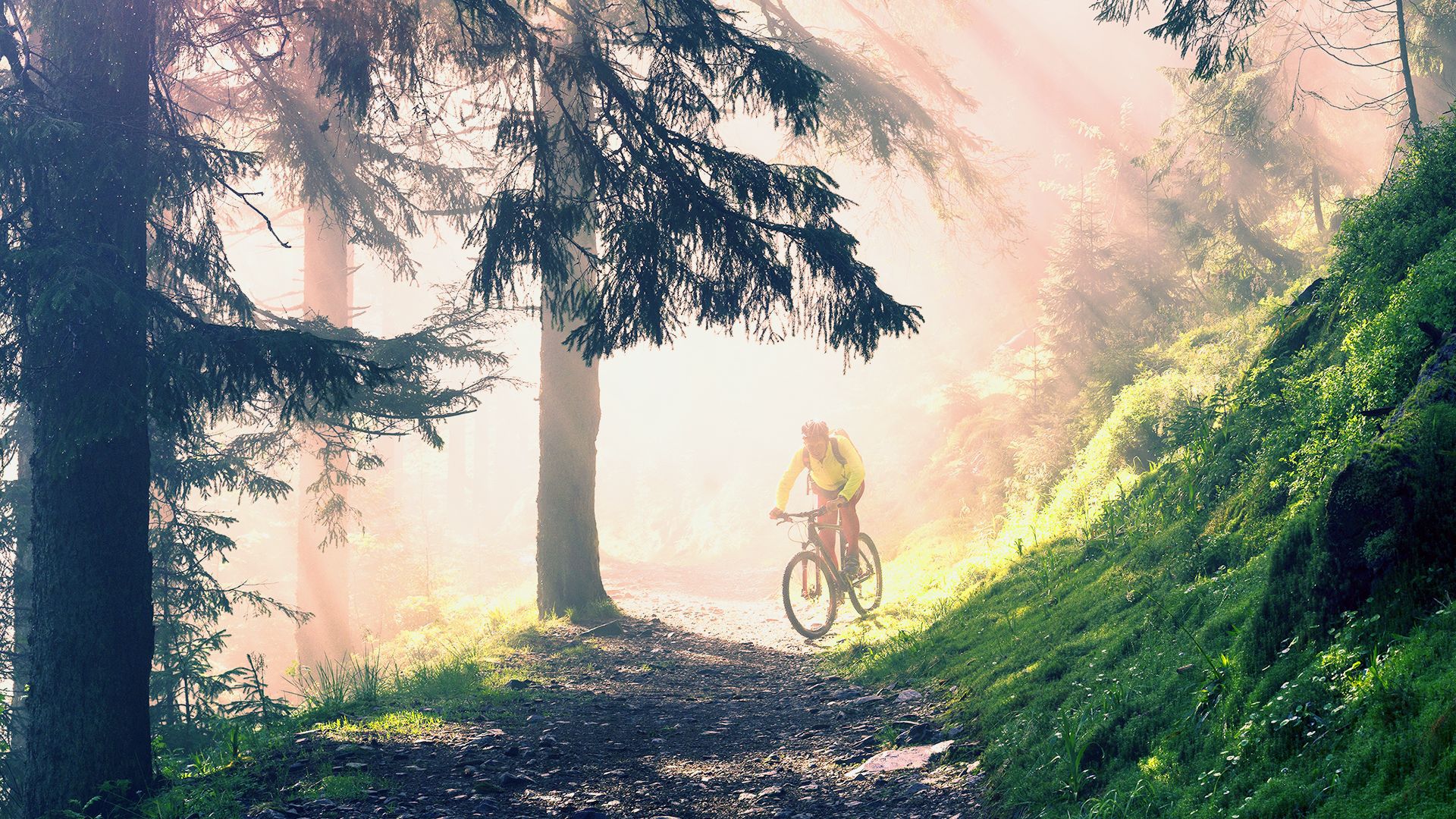 A mountain biker in the forest with the sunlight coming through the trees