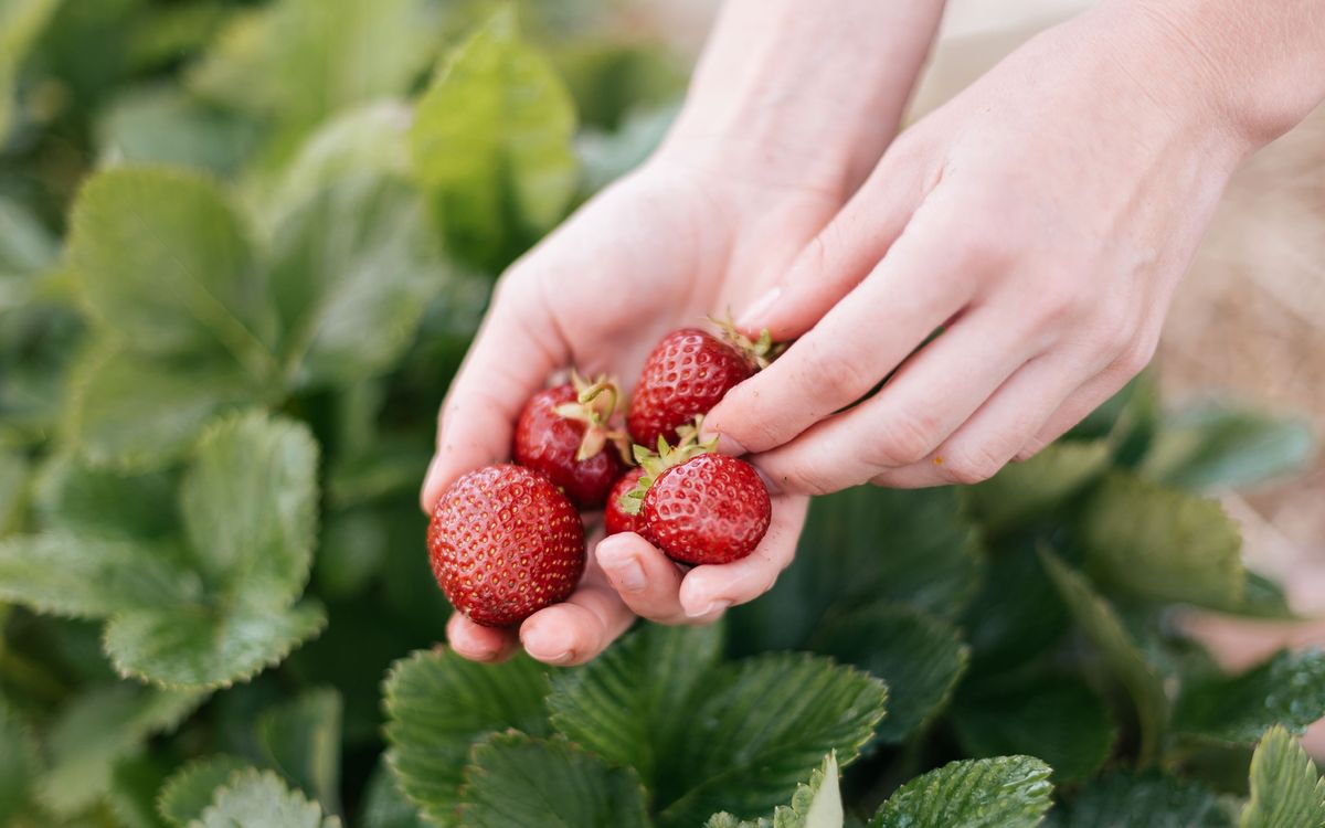 photograph of a handful of strawberries with strawberry bushes in the background