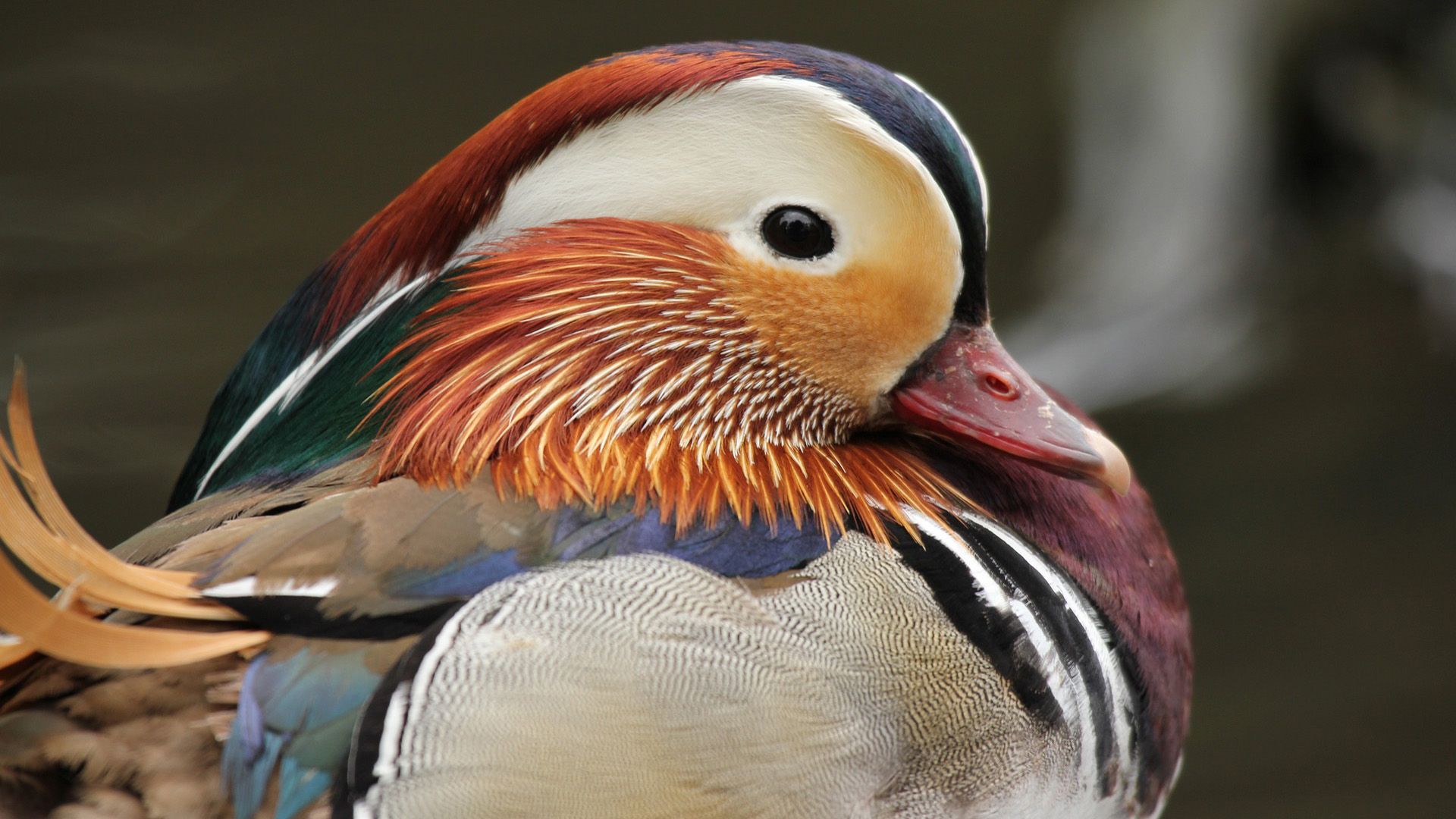 Close up of a colourful duck