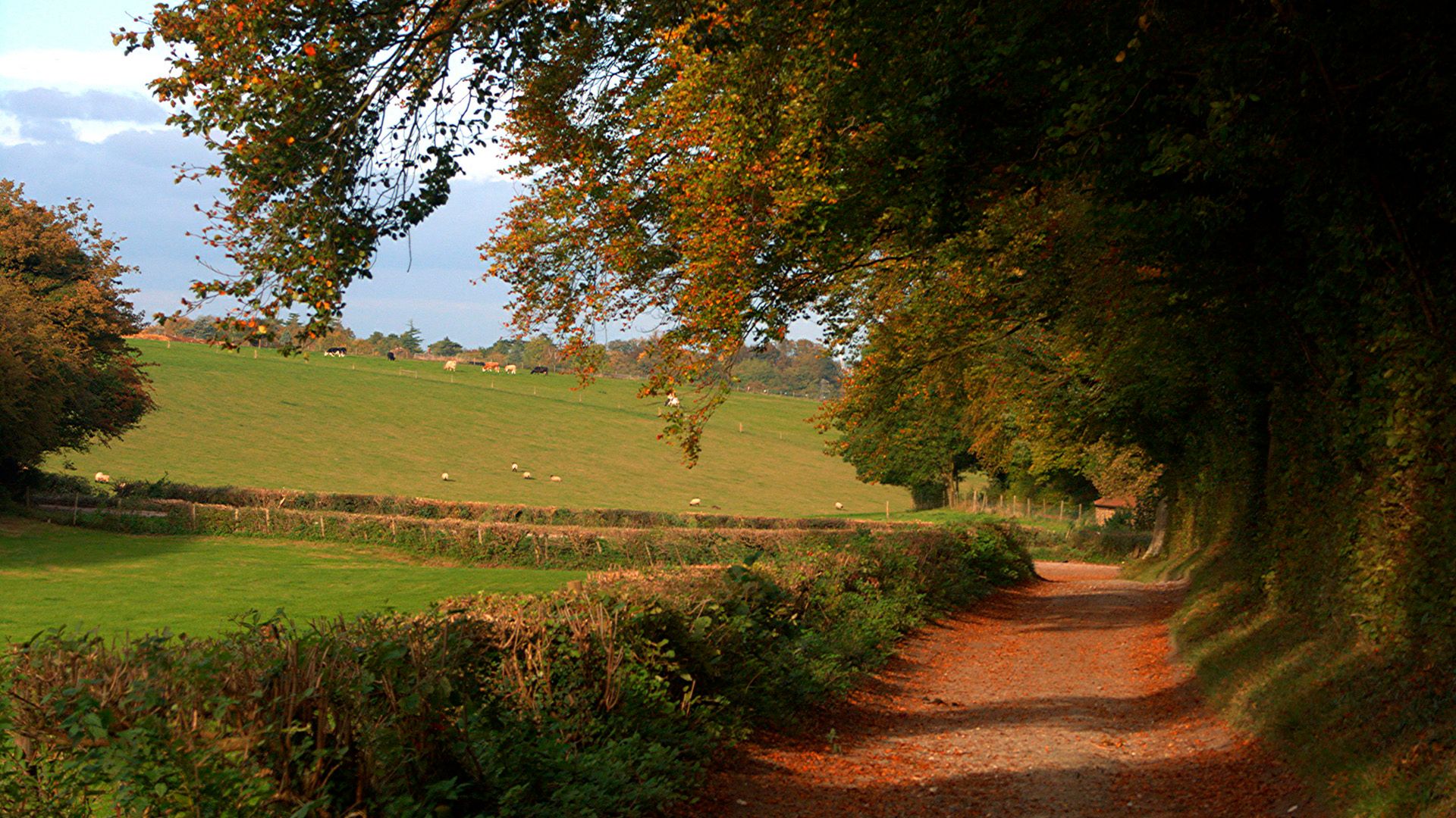 A country lane with hedges at either side and fields to one side