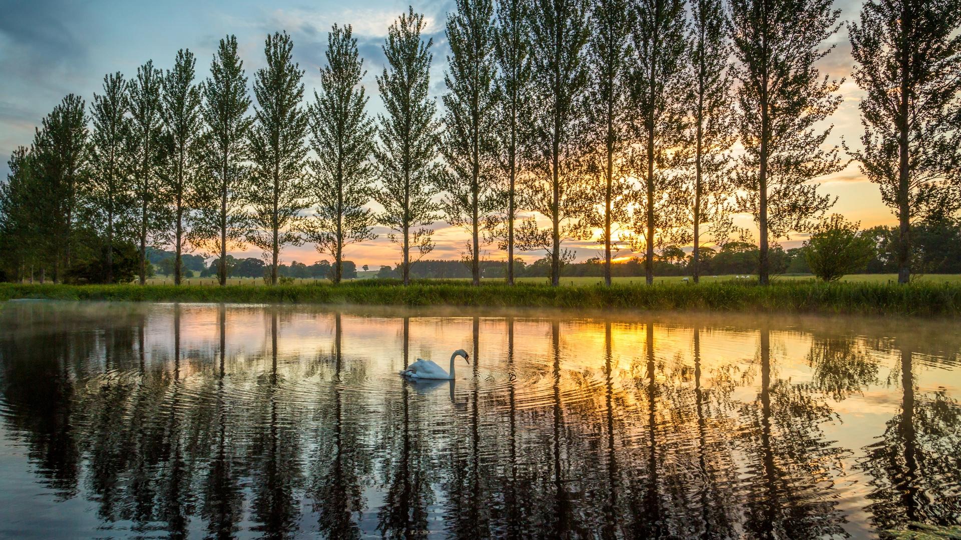 Photo of a swan in a lake at sunset by MichaelConrad34 @ Dreamstime