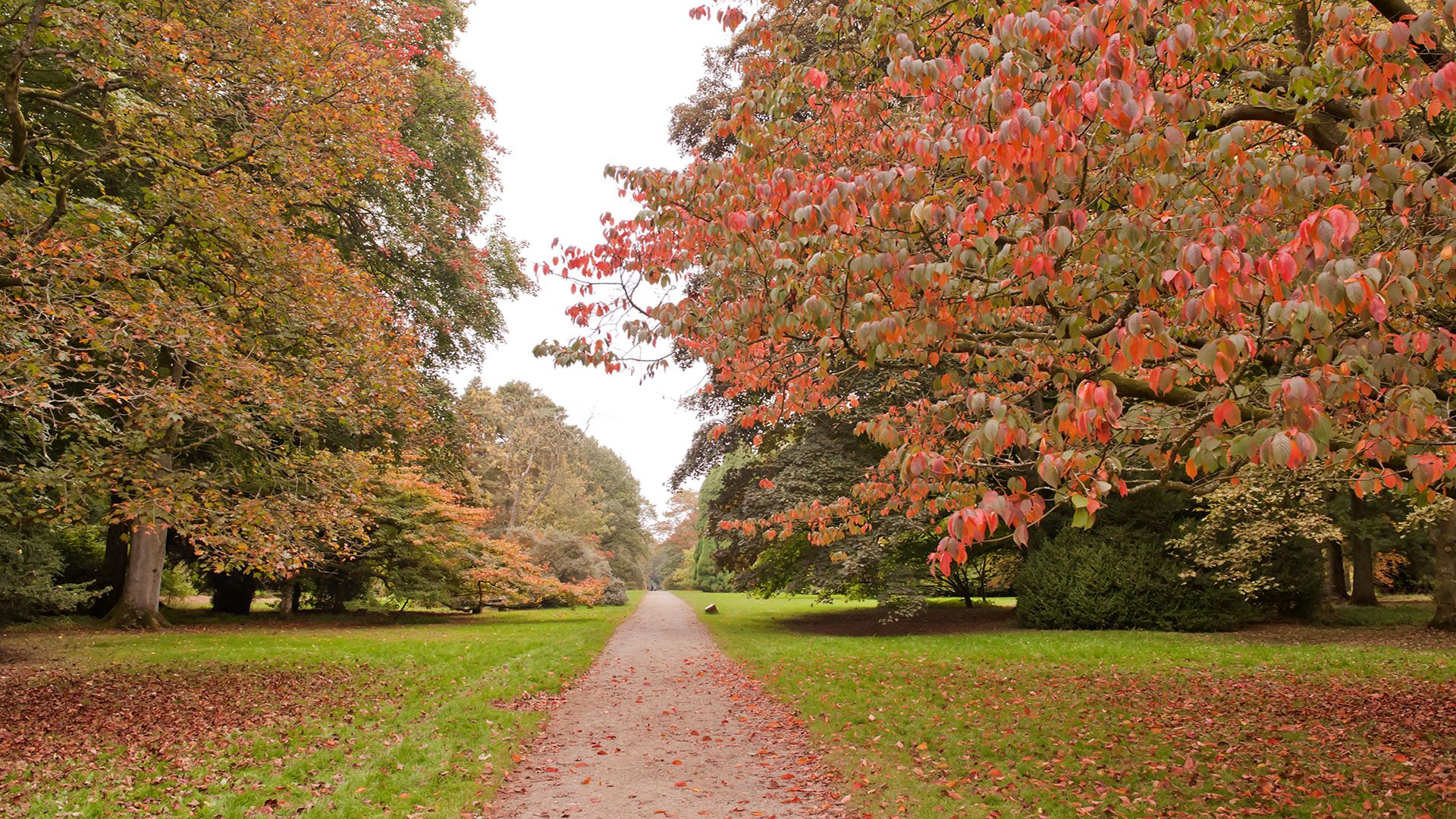 A path in Westonbirt Arboretum with trees on each side