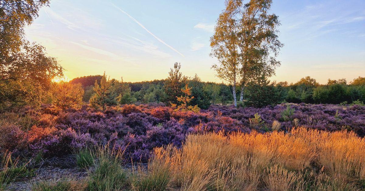 Heathland in sunset