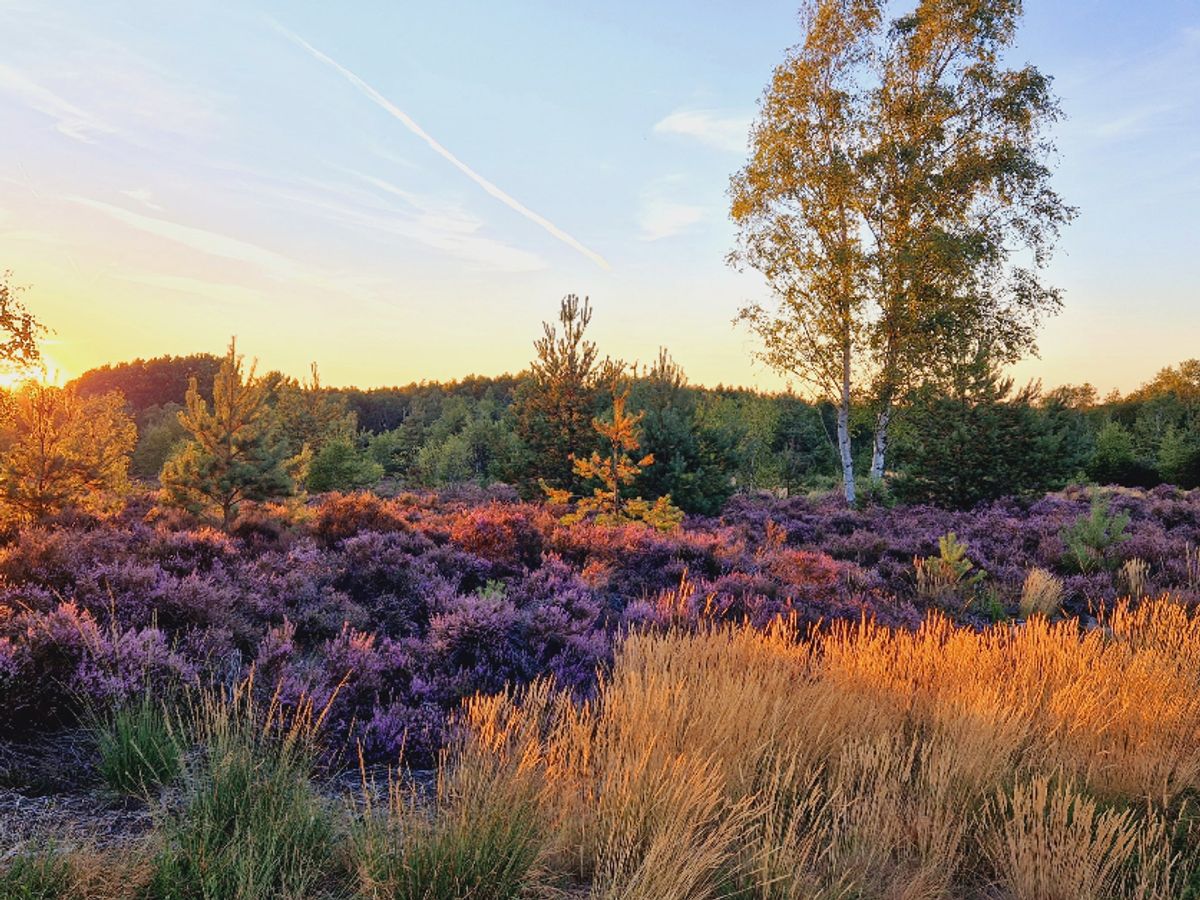 Heathland in sunset