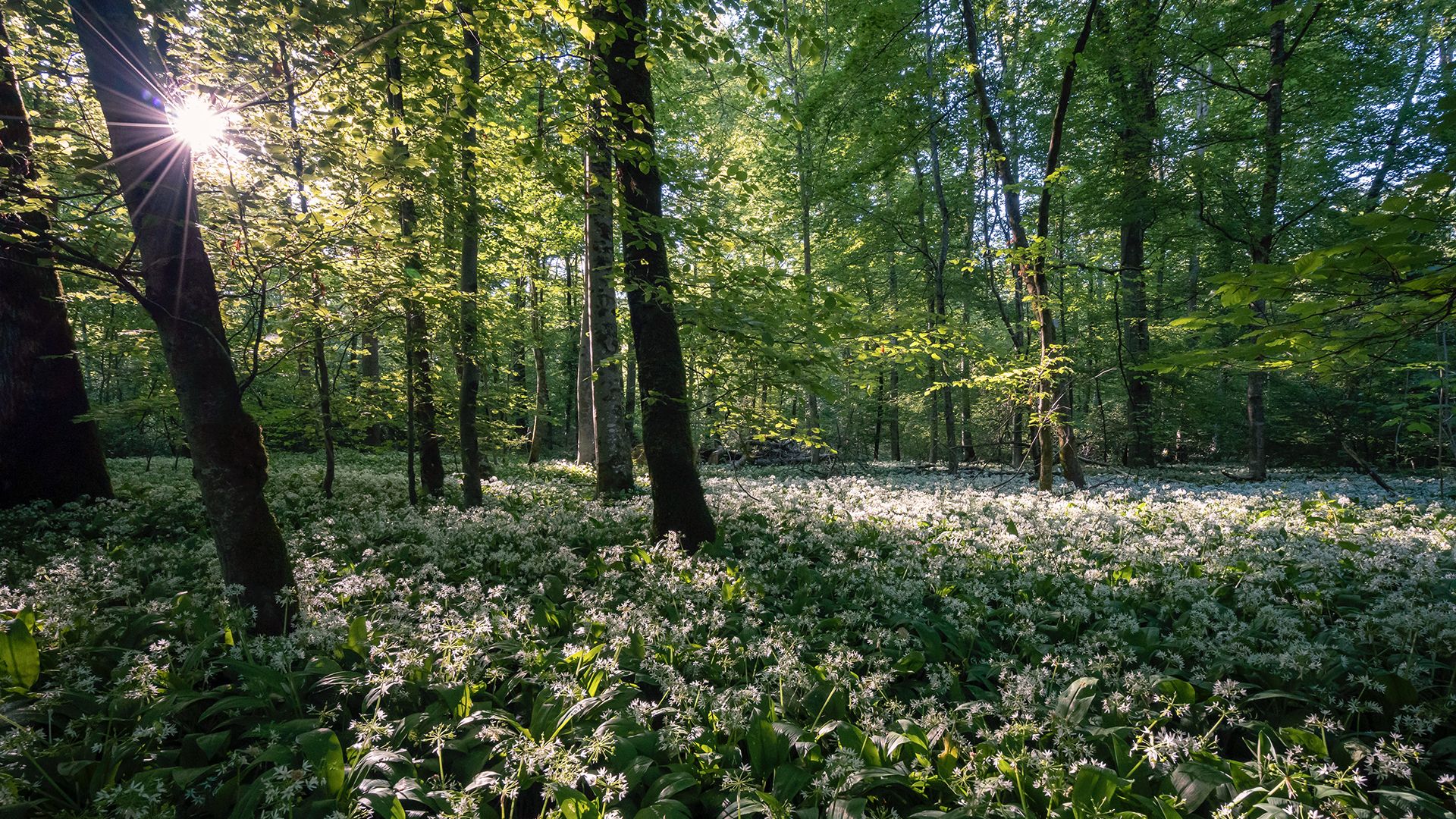 A forest with a blanket of wild garlic on the floor