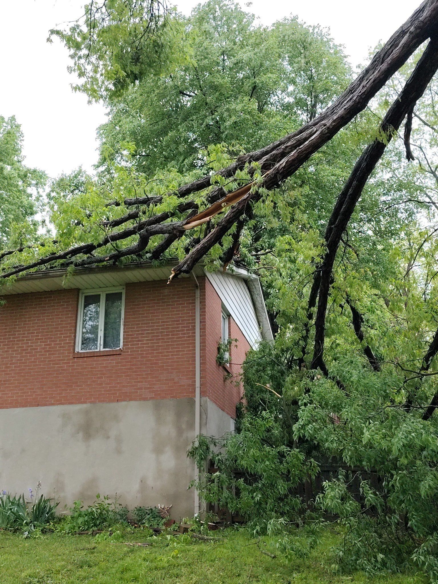 Tree limb resting on the roof edge
