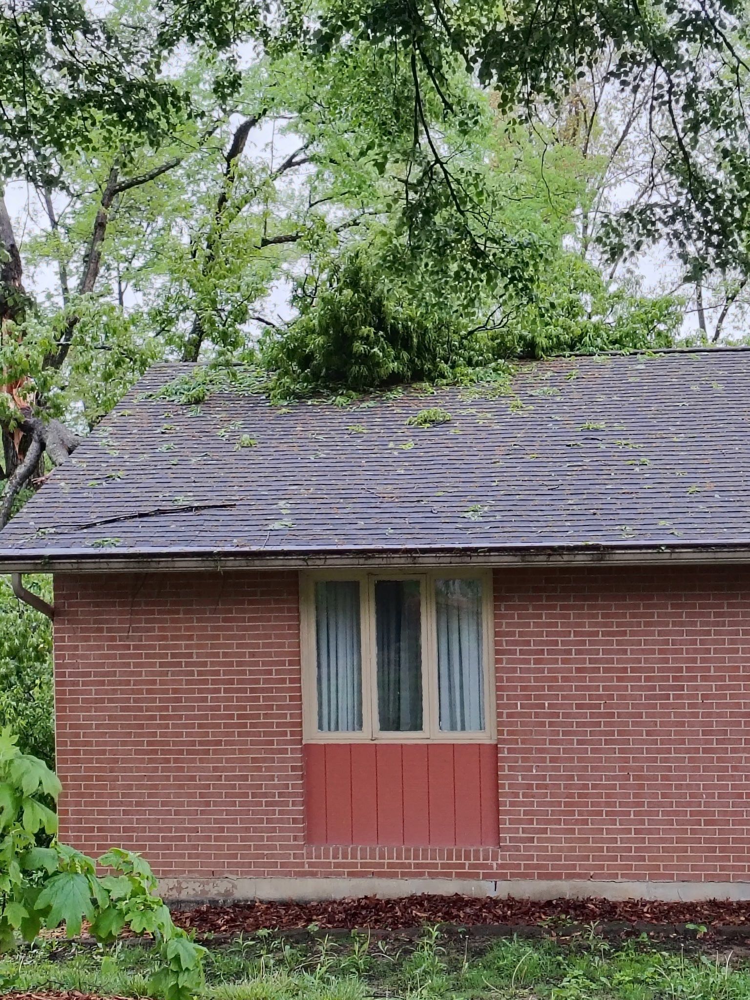 Tree limb across the roof