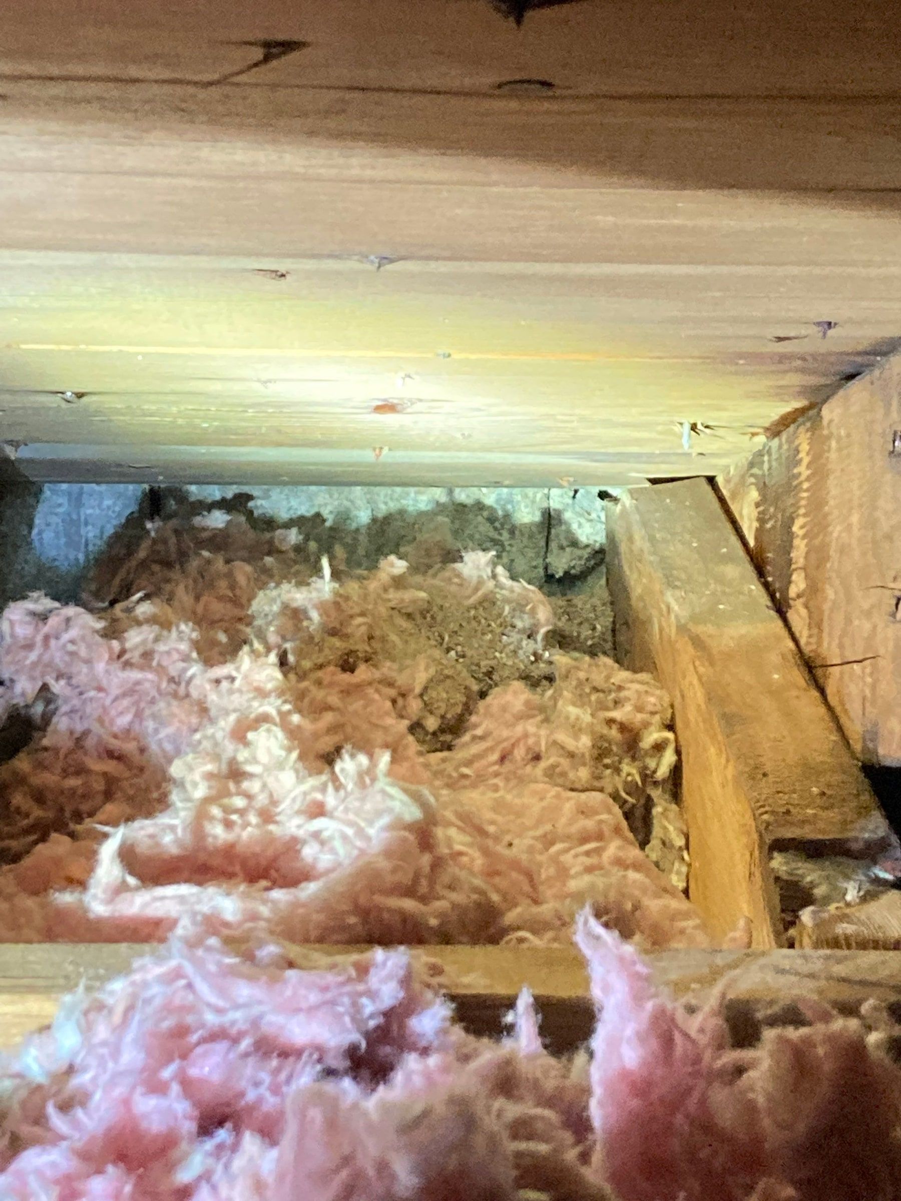 Attic view of the roof boards and rafters above pink insulation, Beavercreek, Ohio.