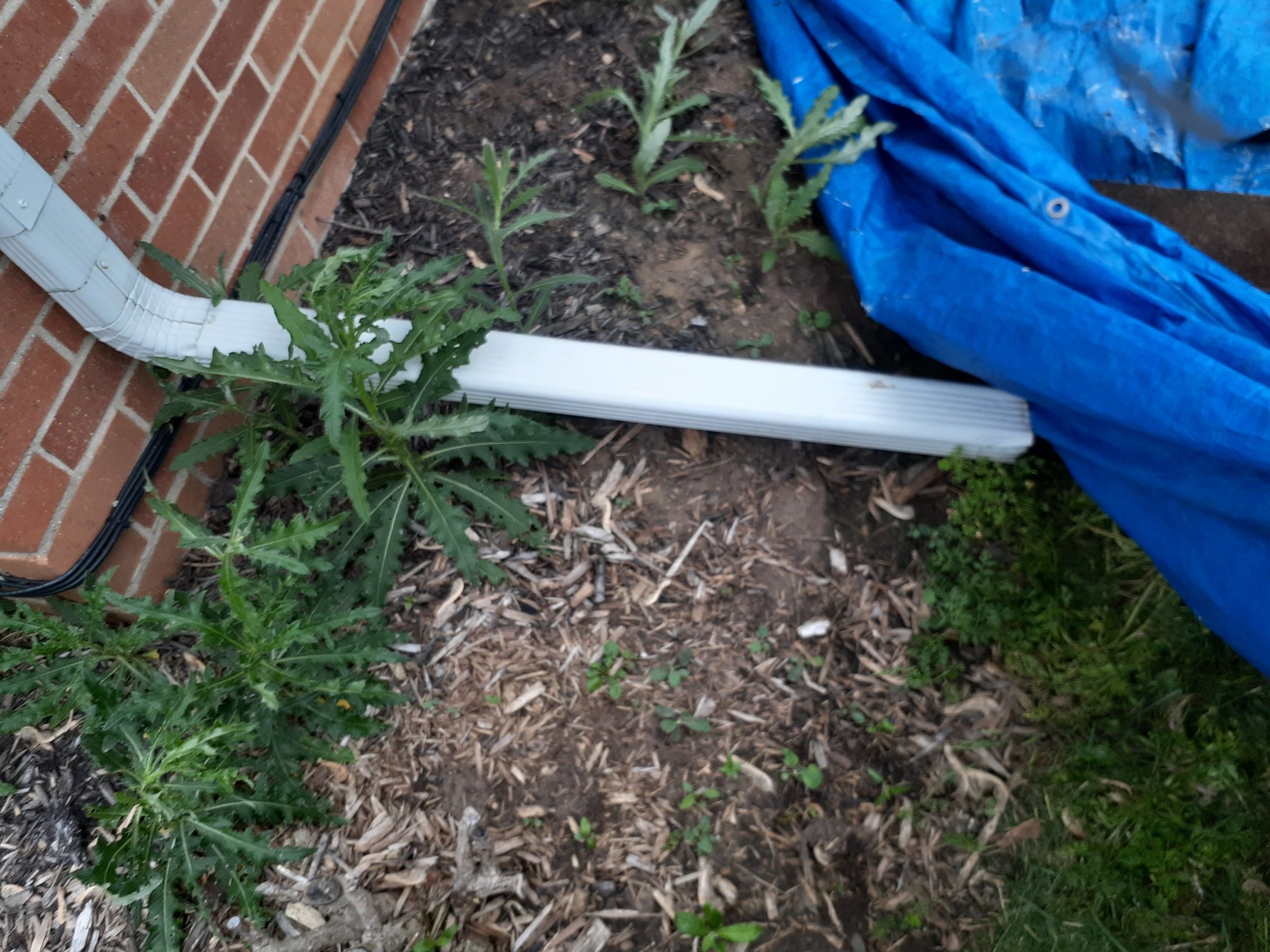 A blue tarp laid over the flower bed under the old downspout before tear-off, Huber Heights, Ohio.