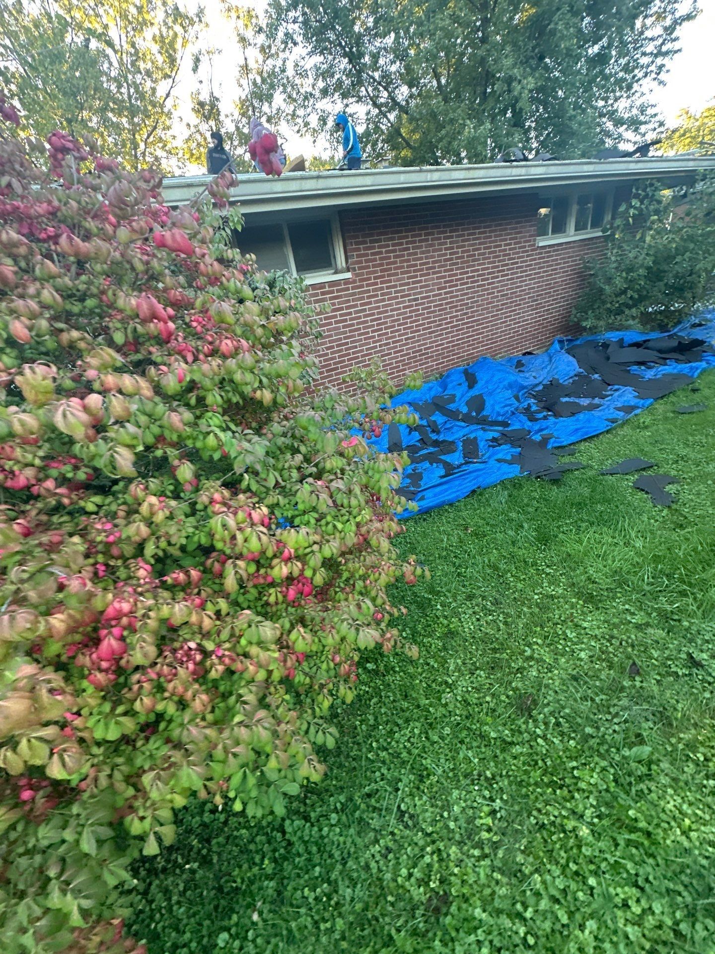 Blue tarps along the side yard catching old shingle scraps, Kettering, Ohio.
