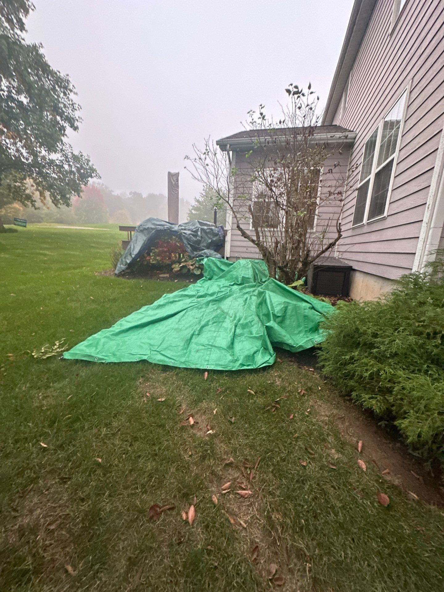 A green tarp over the shrubs at the side of the house, Beavercreek, Ohio.
