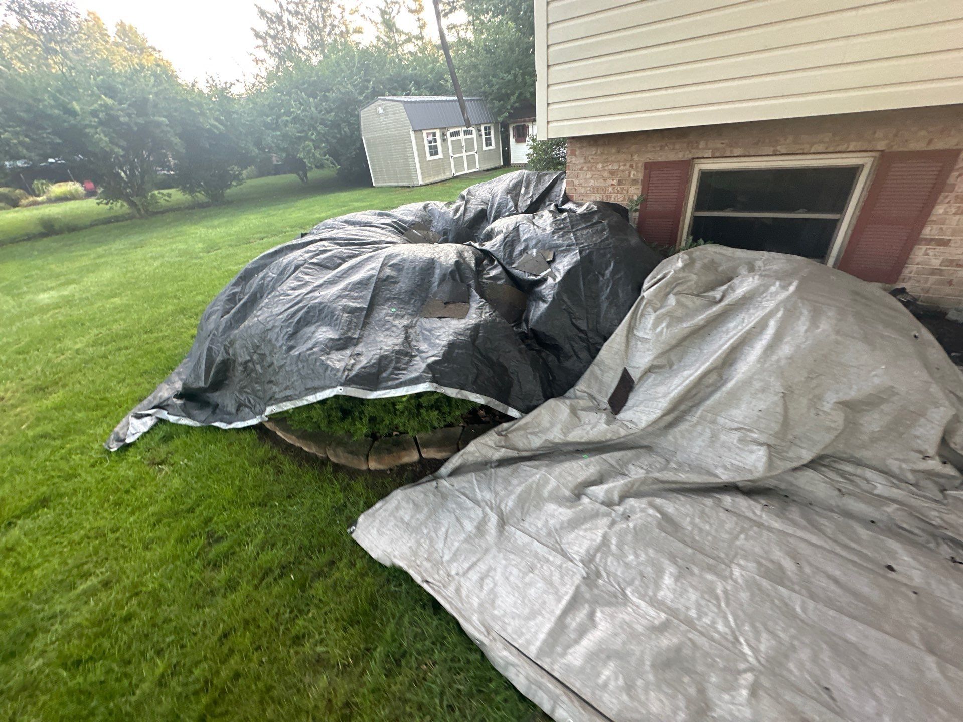 Tarps wrapped over the shrubs at the corner of the house, with a shed in the back yard, Dayton, Ohio.