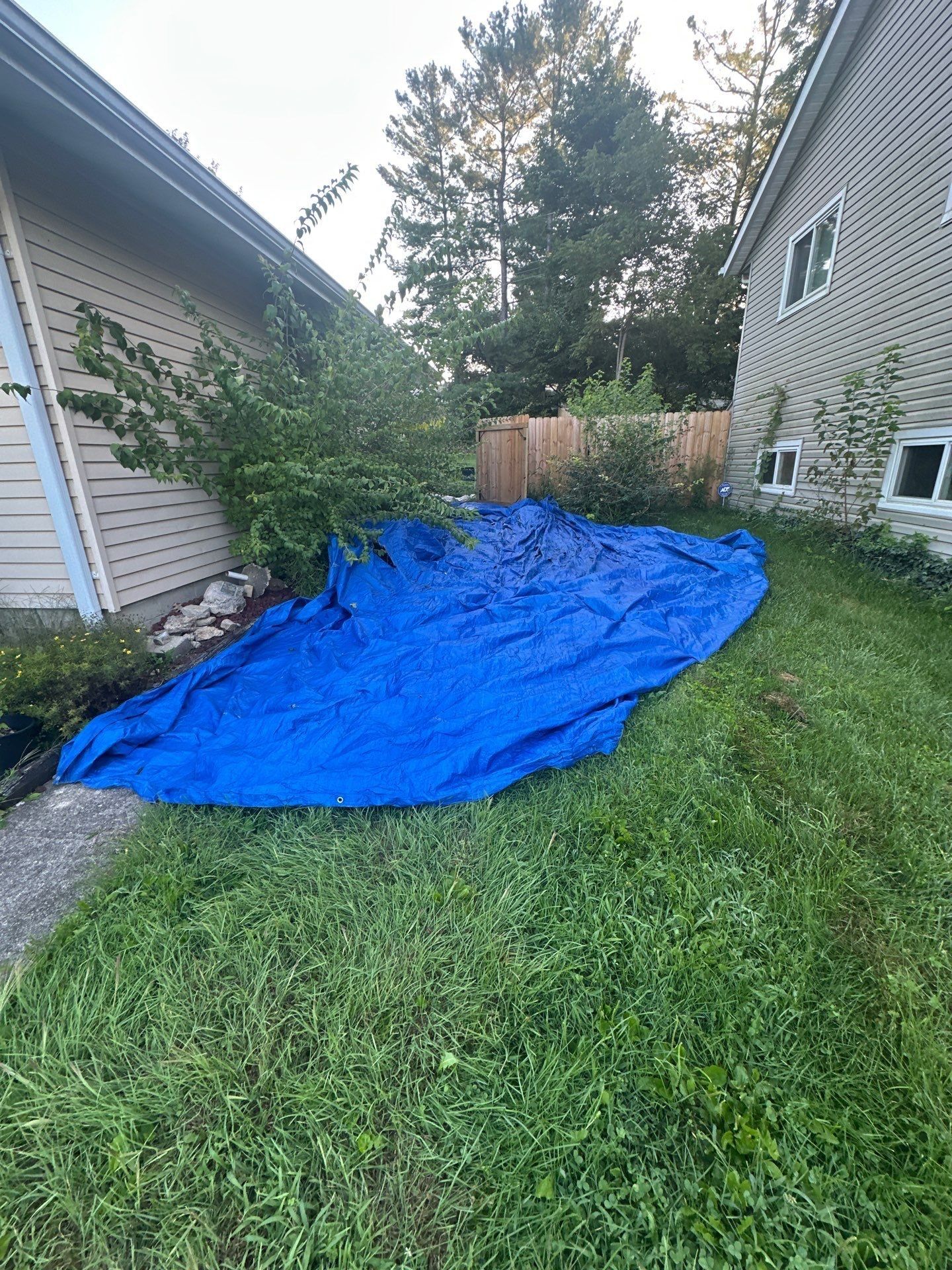 A blue tarp spread over the beds at the side of the house before tear-off, Fairborn, Ohio.