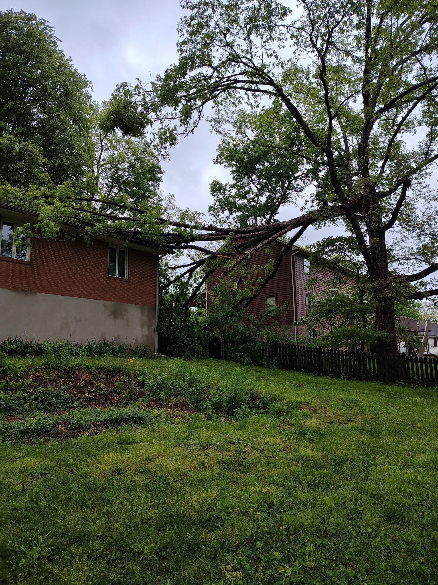The tree lying over the house from the side yard, the trunk snapped, Beavercreek, Ohio.