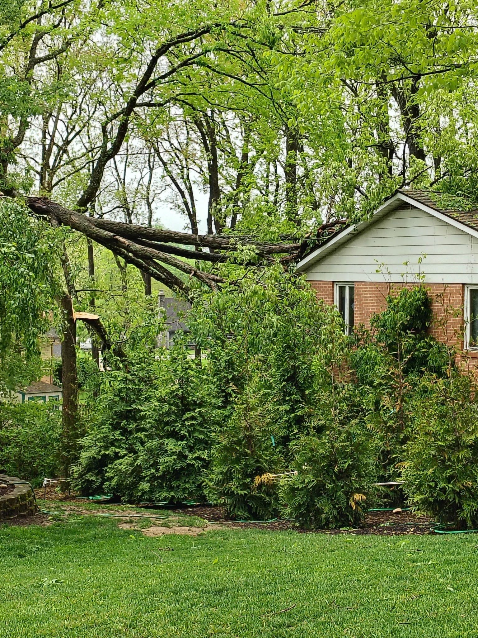Fallen limb across the lawn