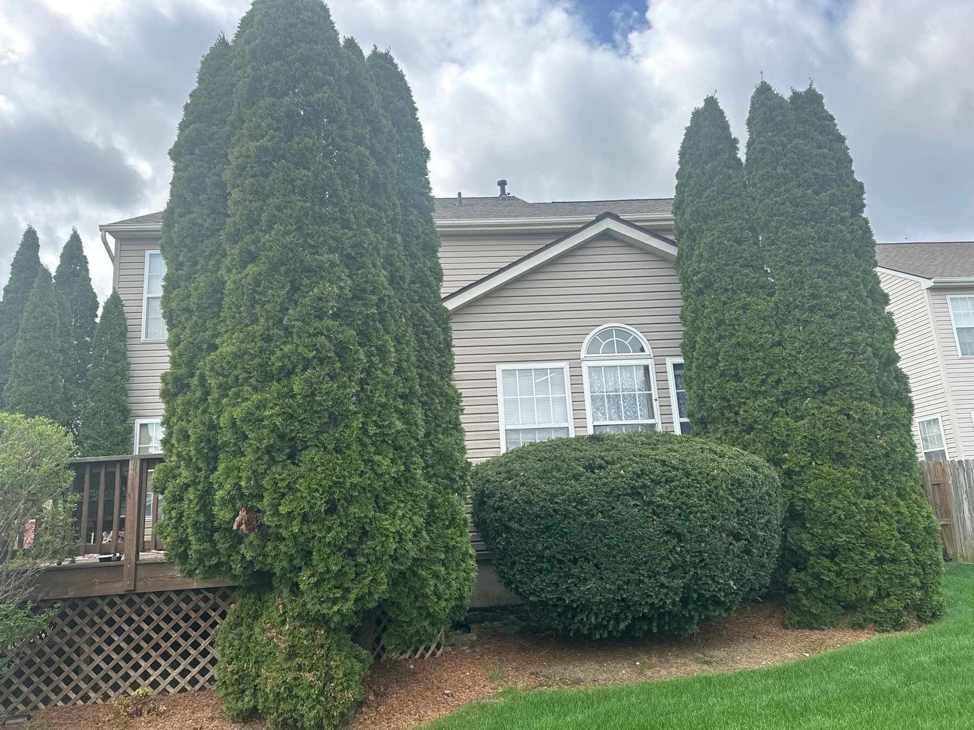 Front of the house past evergreens