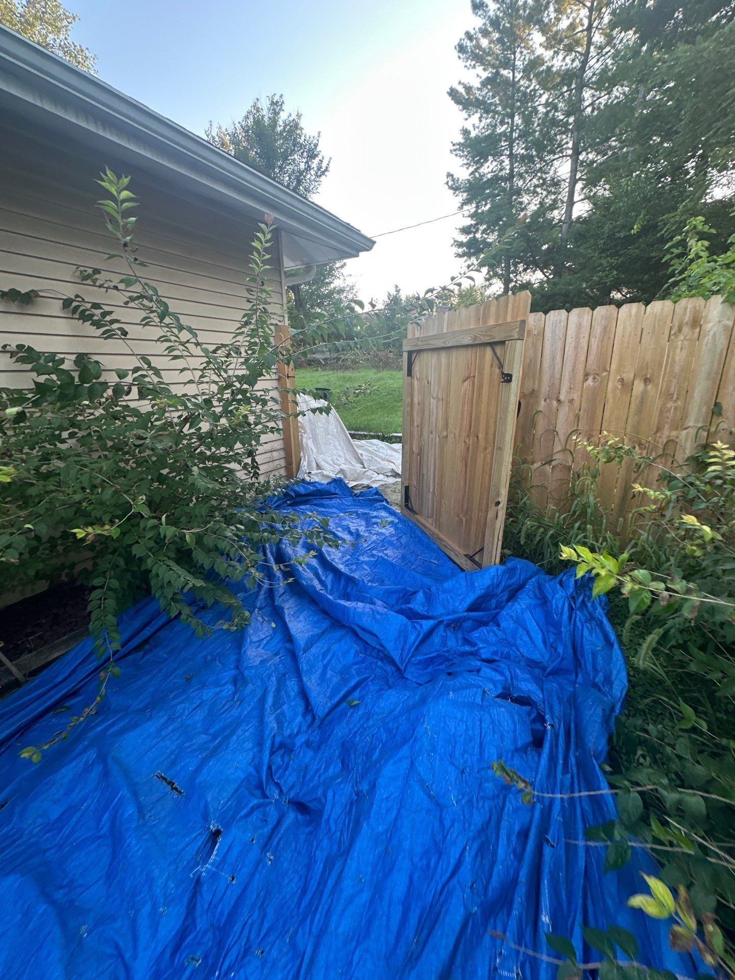 A blue tarp covering the plants beside the fence gate, Fairborn, Ohio.