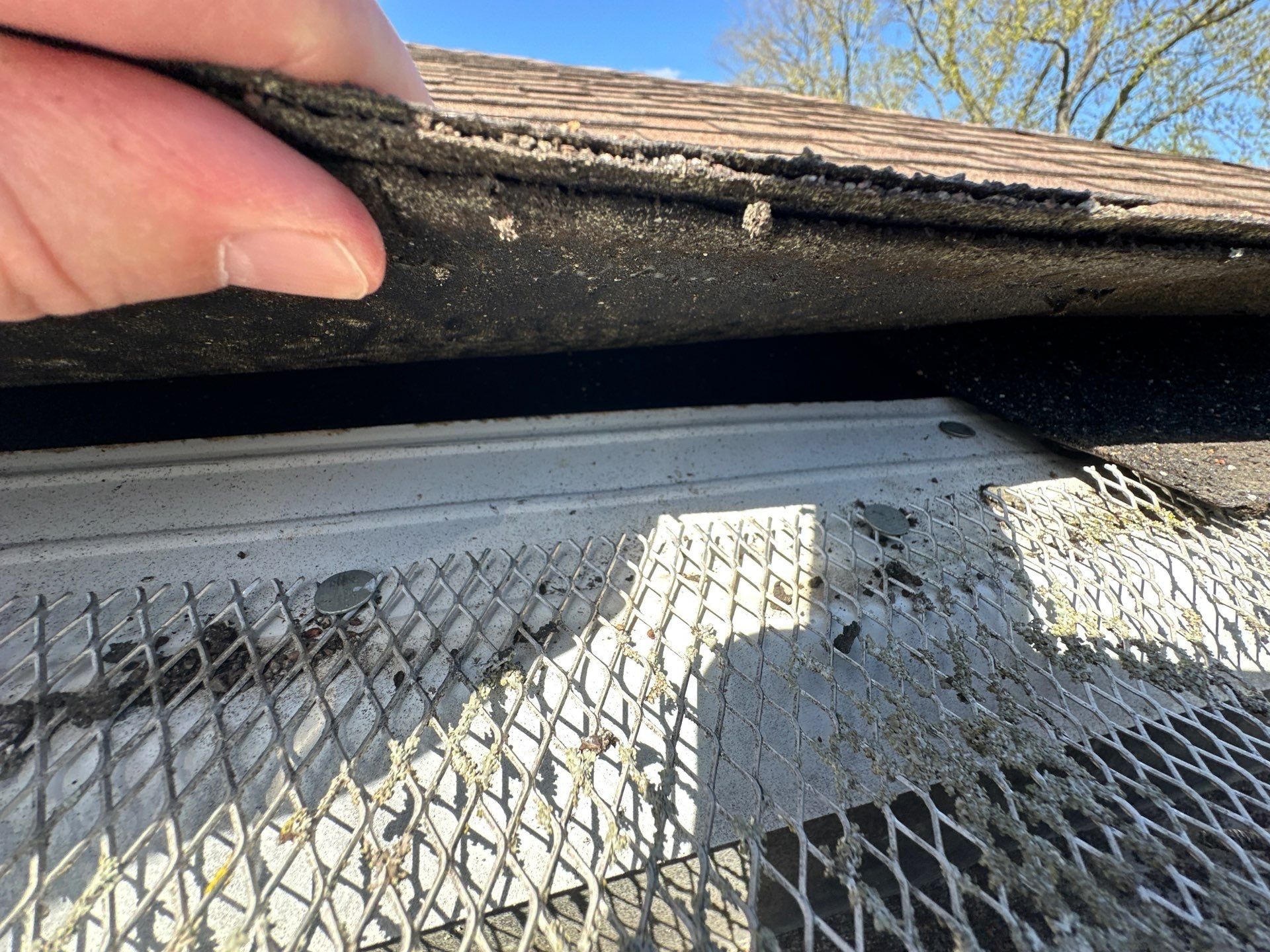 Old shingle edge lifted by hand above a mesh gutter guard at the eave, Beavercreek, Ohio.