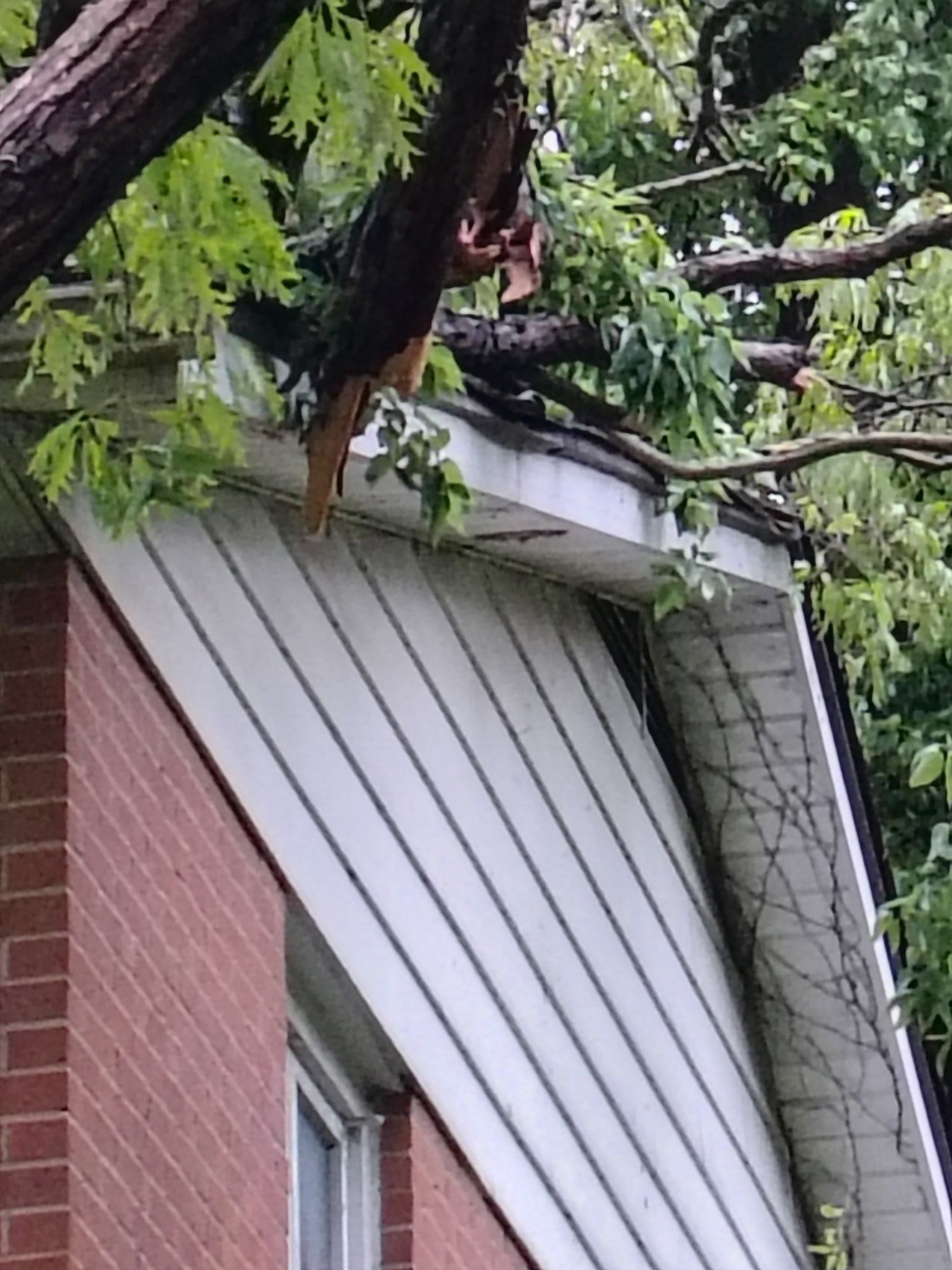 Heavy limb at the roof edge