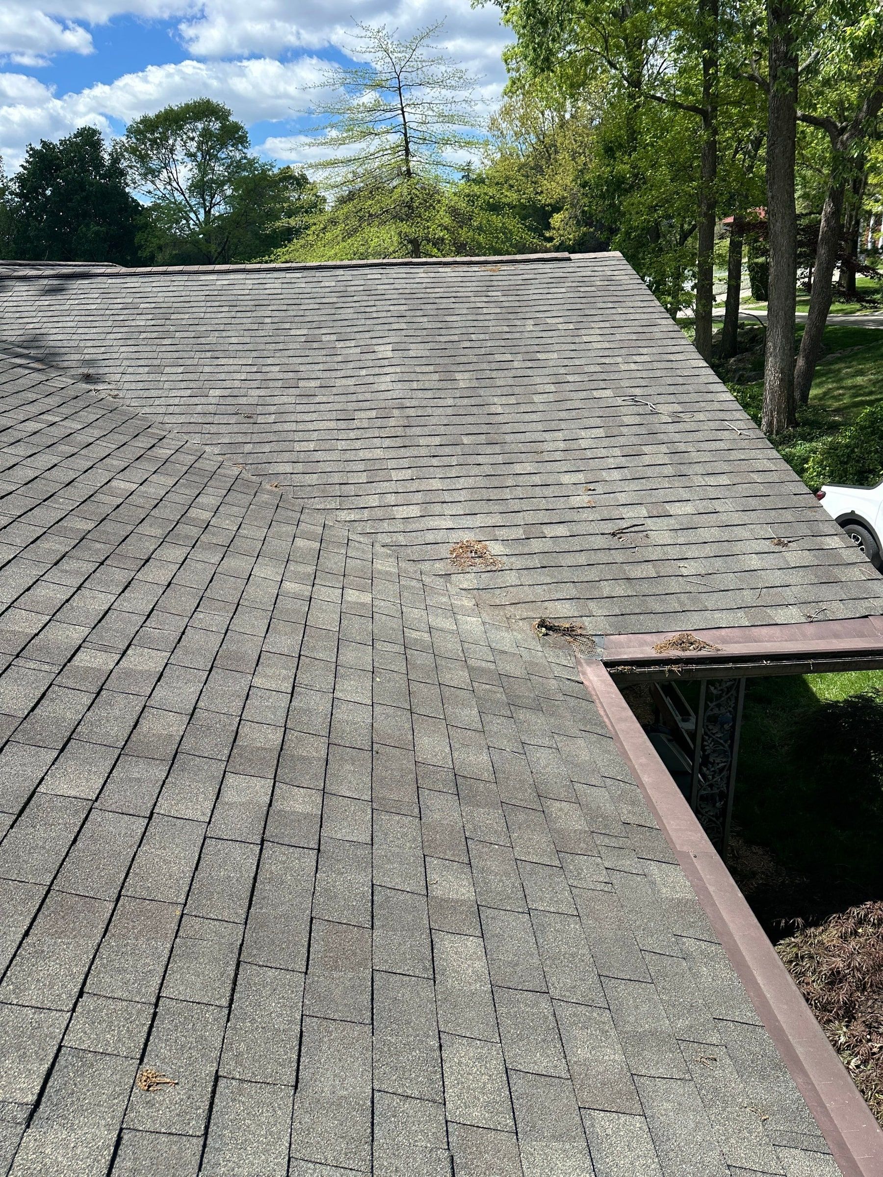 Three-tab roof, lichen and needles