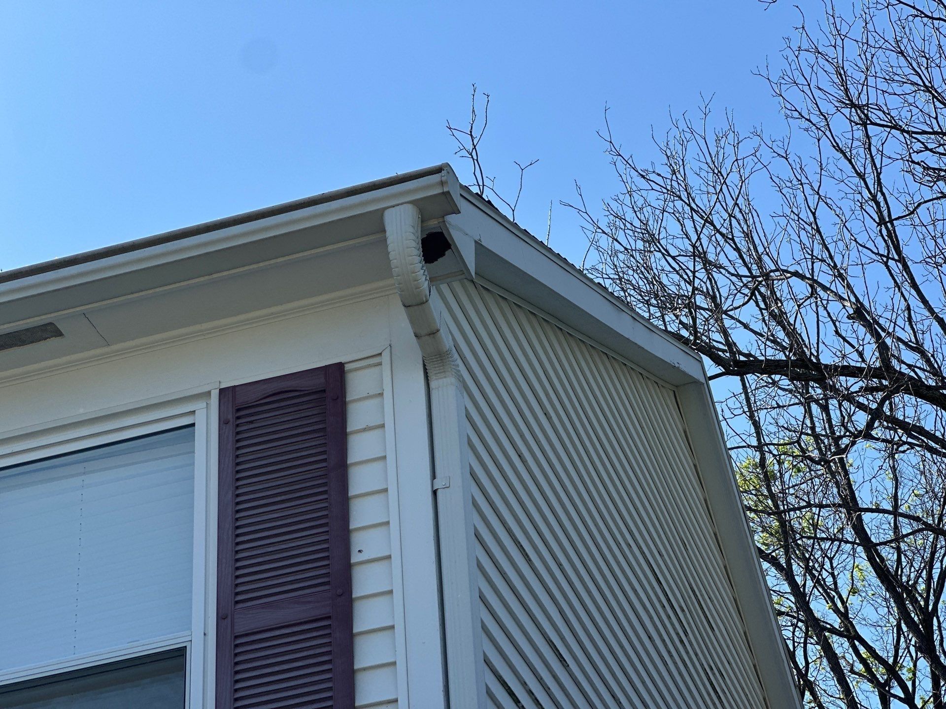 Squirrel damage at a soffit corner above a shuttered window, Bellbrook, Ohio.