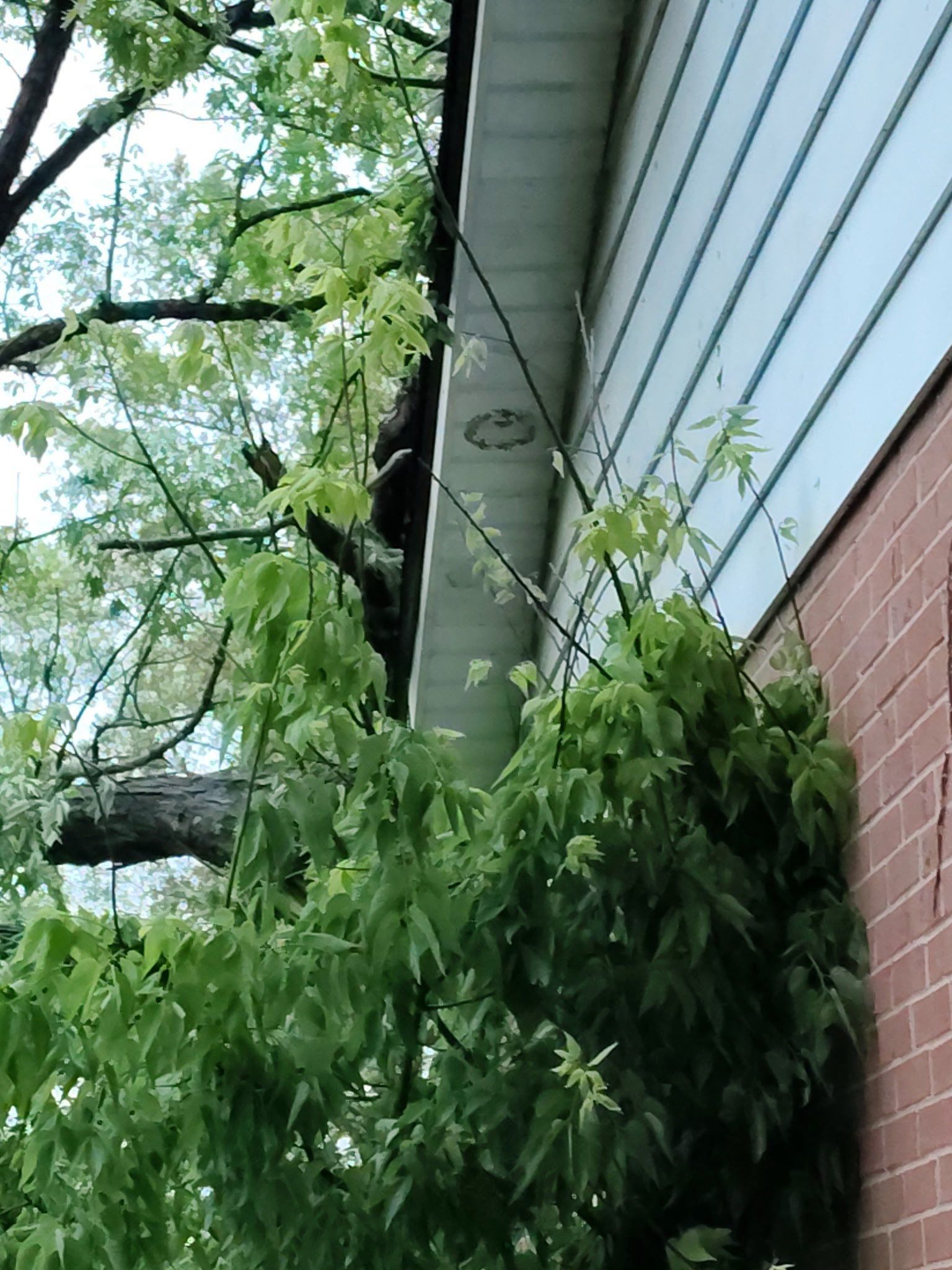 Limb against the gutter and fascia
