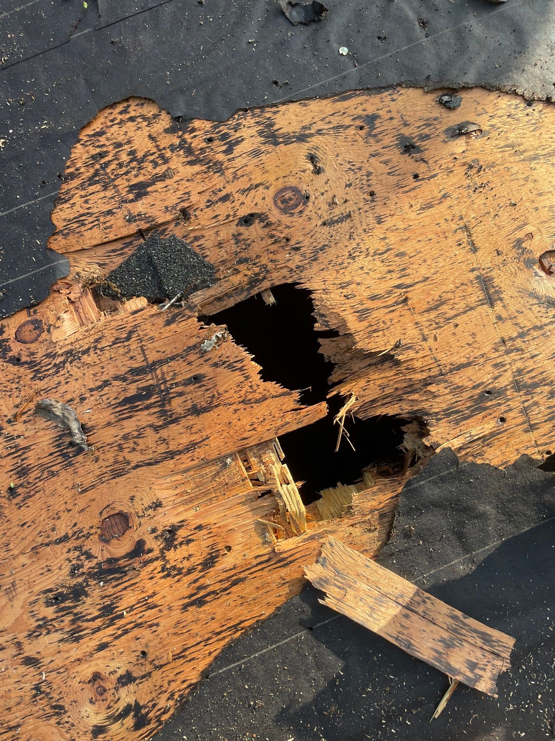 A hole through the roof deck where the tree came in, found at tear-off, Beavercreek, Ohio.
