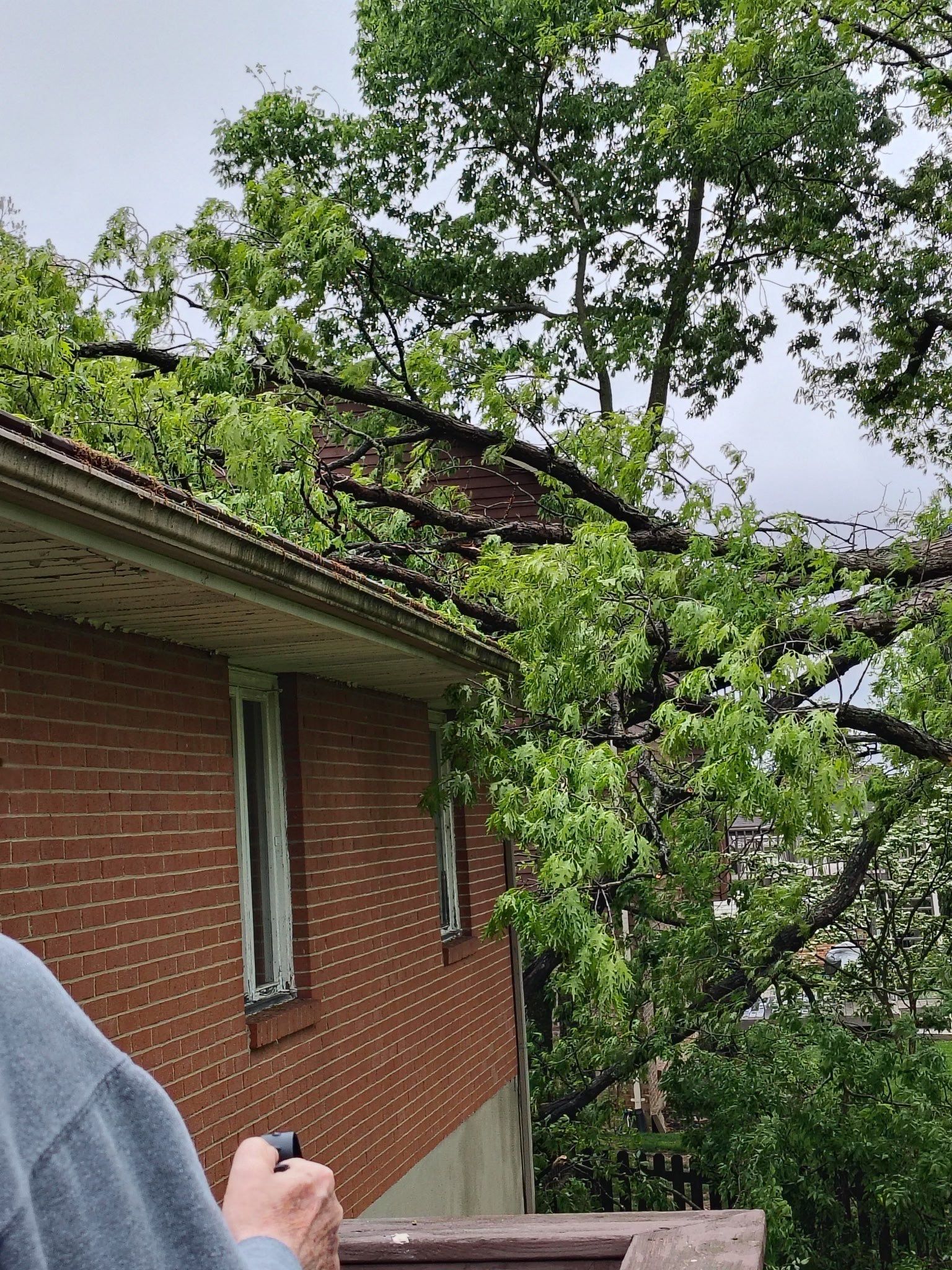 Branches of the fallen tree pressed against the roof edge and soffit, Beavercreek, Ohio.